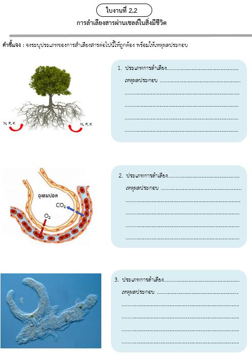 ใบงานที่ 2.2
การลำเลียงสารผ่านเซลล์ในสิ่งมีชีวิต
