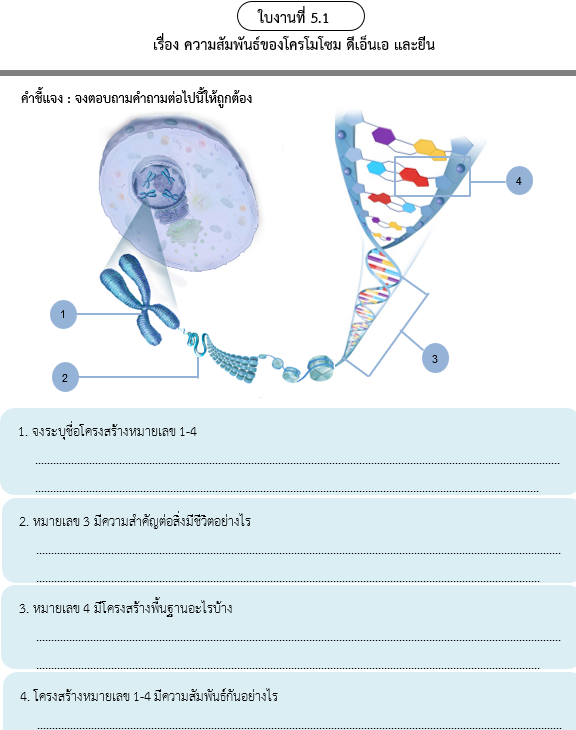 ใบงานที่ 5.1
เรื่อง ความสัมพันธ์ของโครโมโซม ดีเอ็นเอ และยีน
