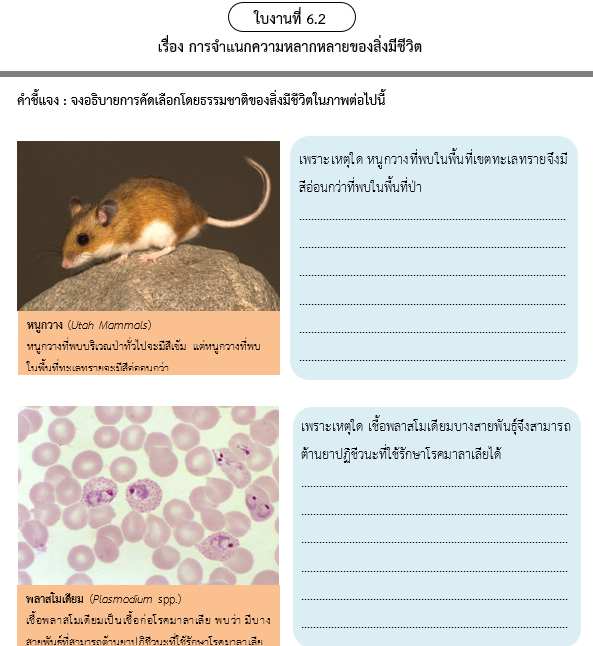 ใบงานที่ 6.2
เรื่อง การจำแนกความหลากหลายของสิ่งมีชีวิต
